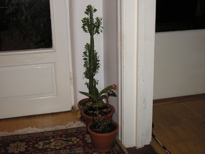 euprobia trigona - ORHIDEEA DECEMBRIE 2009