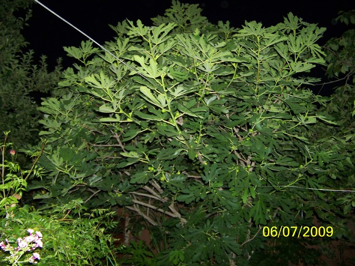 100_7127smochin - Iulie 1