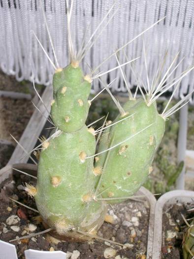 Tephrocactus longiarticulatus - Tephrocactus