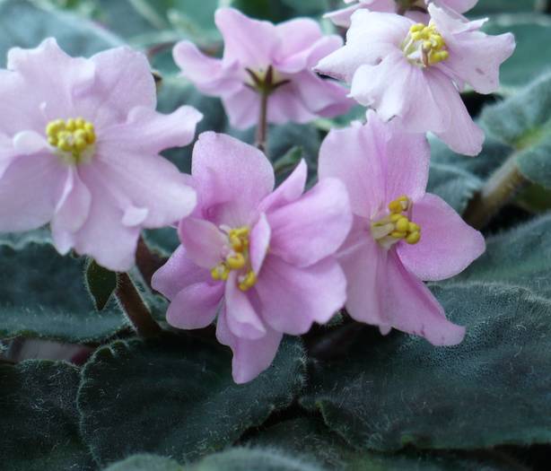 Rose Marie - Saintpaulia - violete de camera