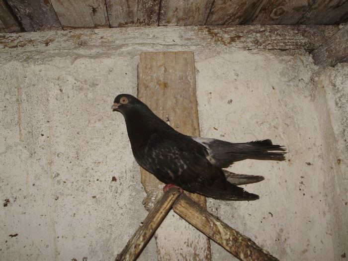 P9061475