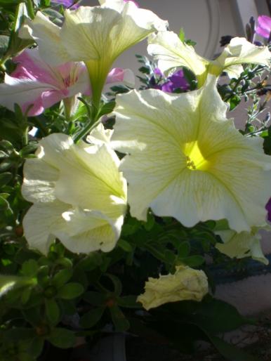 aug 2008 025