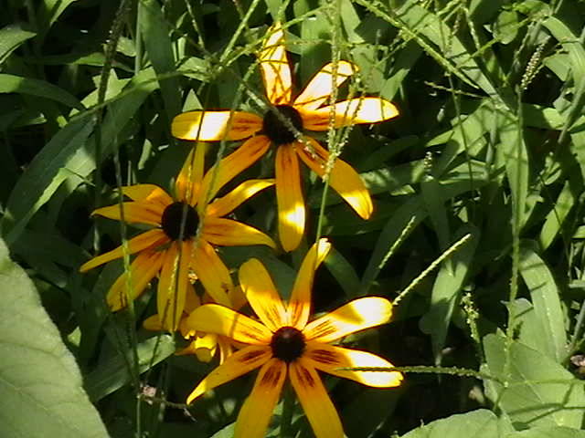 Picture 032 - gradina mea cu flori