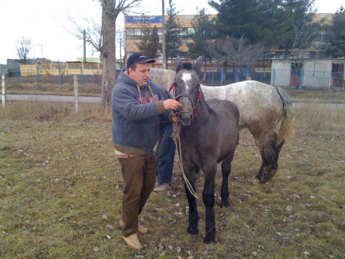 Percheron - Cai de rasa Percheron