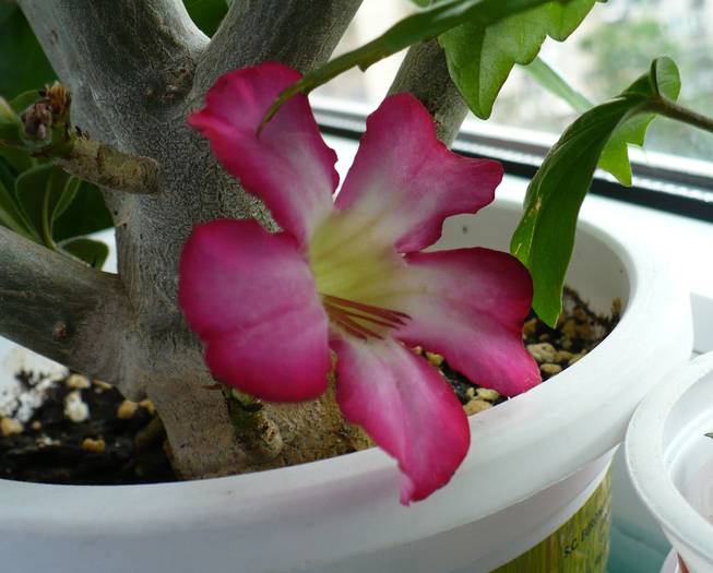 P1130889 - ADENIUM OBESUM