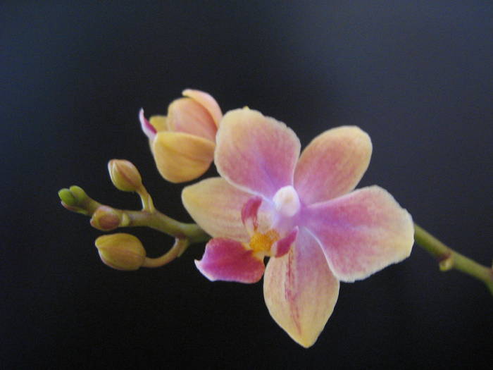 IMG_0334 - orhidee phalenopsis