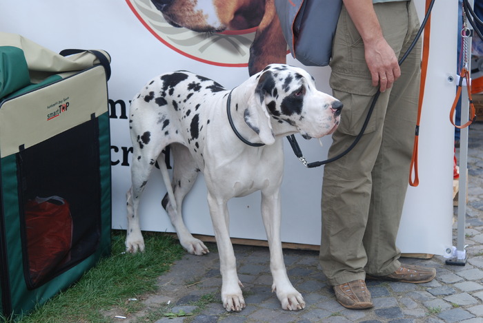 DSC_0161 - Concurs international de frumustete canina 2009 TgMures