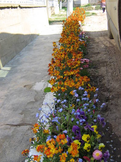 flori pe strada - flori de gradina 2009