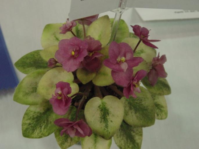 Robs_Squeeze_Toy_2005avsa - violete de pe net 1