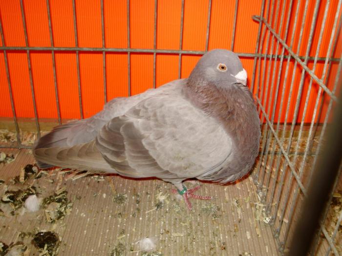 00614x granadino br 0 - 1505 partea 5