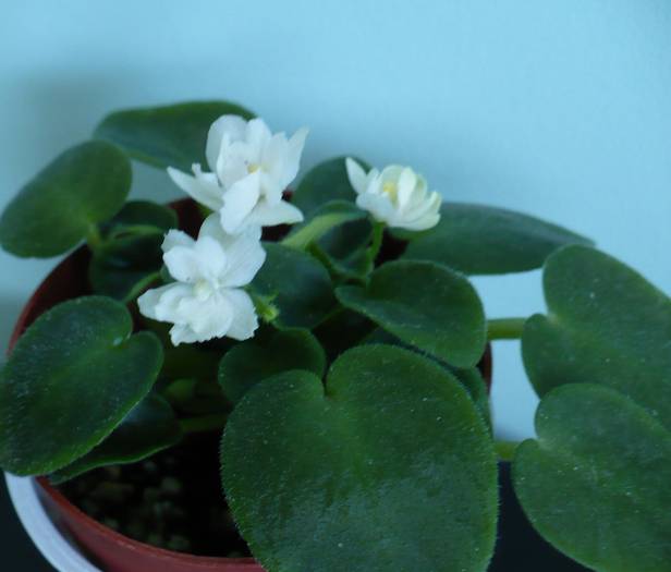 P1140270 - Saintpaulia - violete de camera