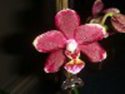 grena bordata - phalaenopsis