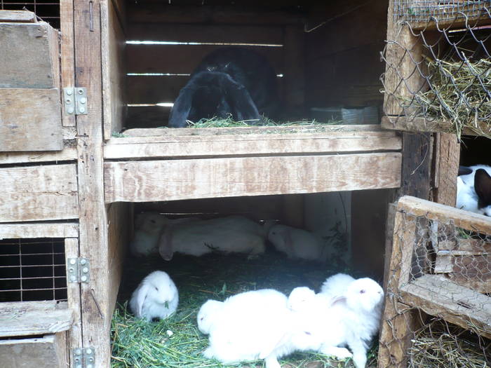 poze iepuri 2504 262 - femele cu pui din 1-10 iunie actuali