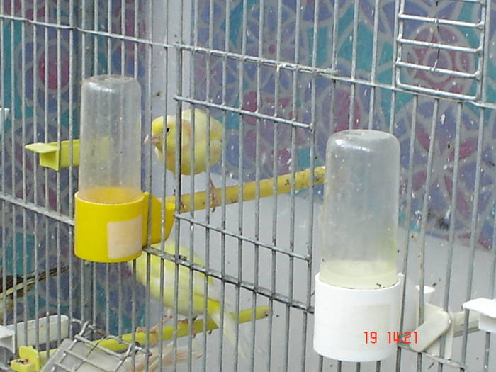 DSC04007 - canari poze 2009