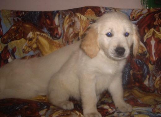 tita 2 luni - Golden Retriever