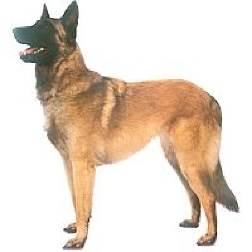 CIOBANESC BELGIAN MALINOIS