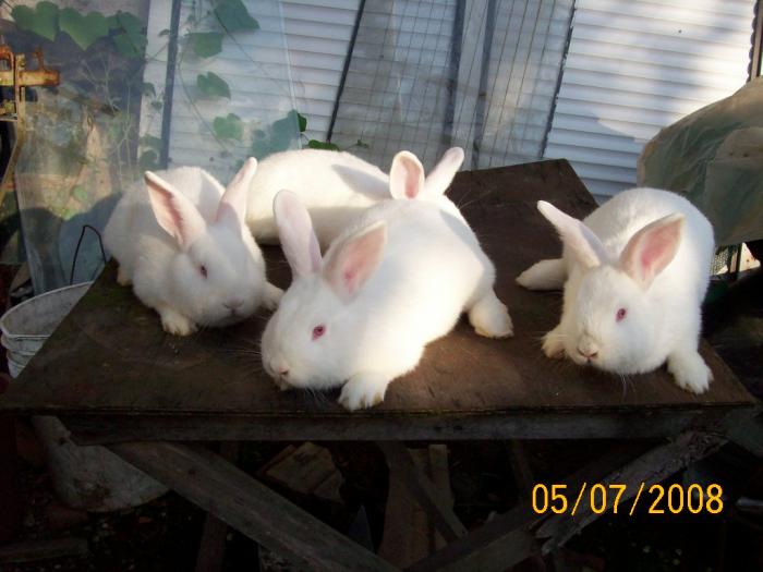 Picture 049 - poze iepuri
