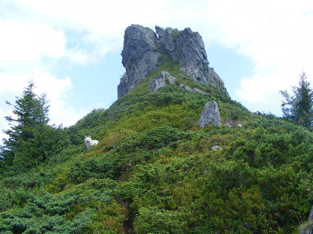 DSCF4250 - 2 august 2009 Traseu Suior Secatura Creasta Cocosului Gutaiul Doamnei  Vf Gutai