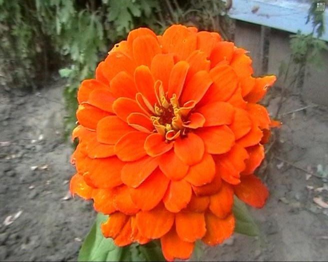 circiumari3 - flori dragute