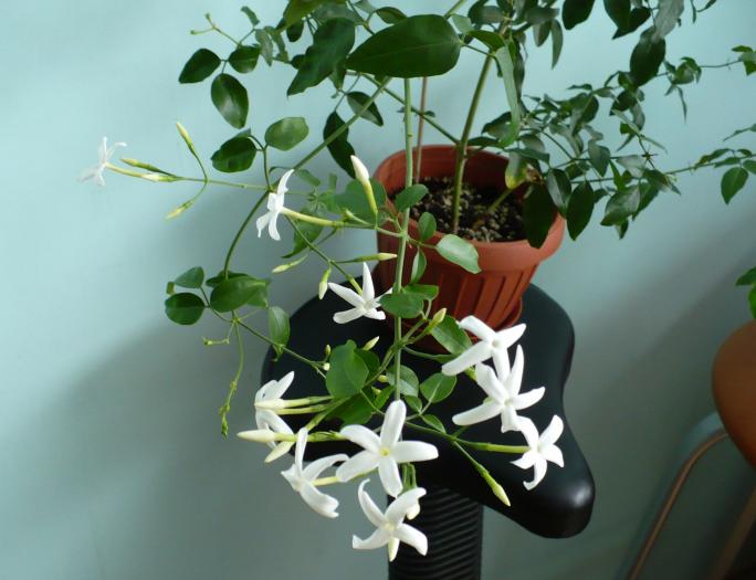 P1080764 - Iasomie de camera - Jasminum