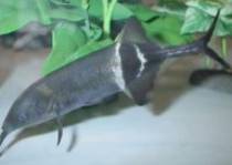 Gnathonemus%20petersii