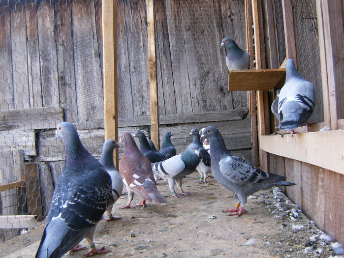 HPIM3043 - porumbei 2009