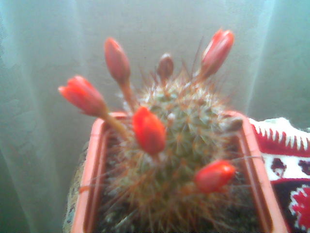 Rebutia ithycantha