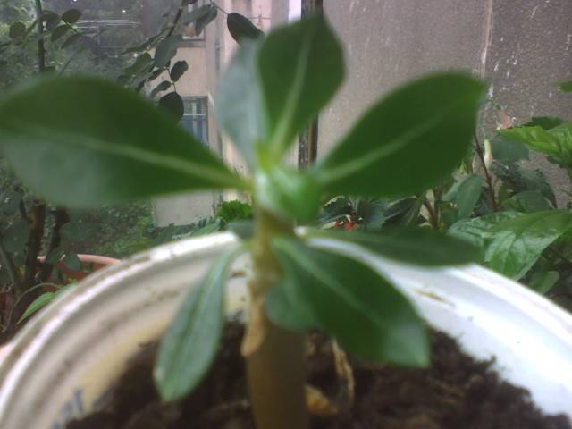 IMG_0856; adenium

