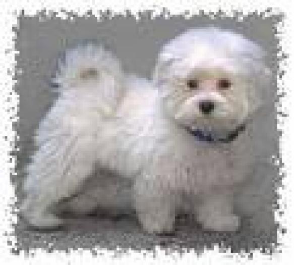 Bichon - Dogs