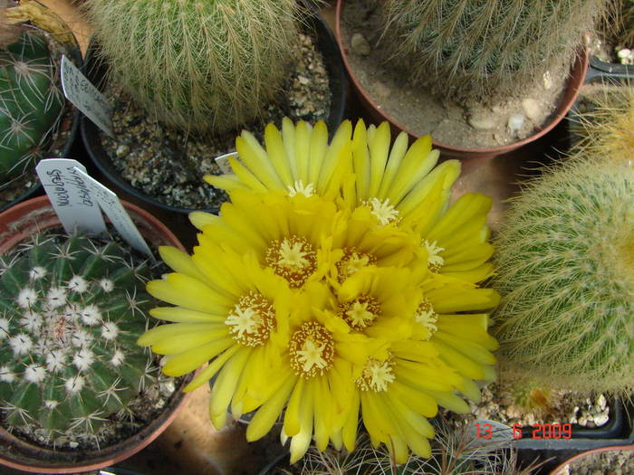DSC06109 - 2009 Iunie