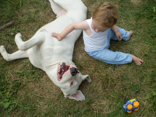 Picture-olympus 780 - dogo argentino