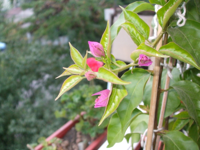 Picture 009 - bougainvillea