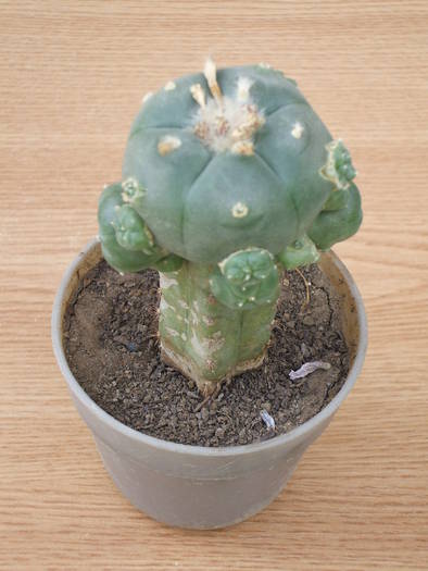 Lophophora williamsii v. caespitosa - colectia mea de cactusi