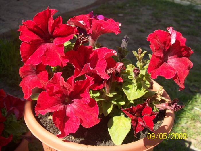 100_2891 - florile mele