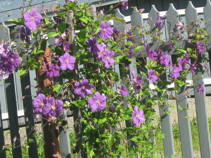 clematis - in gradina