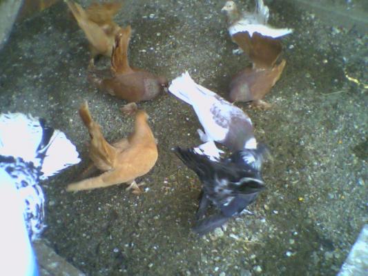 picture0002 - Roller de colectie