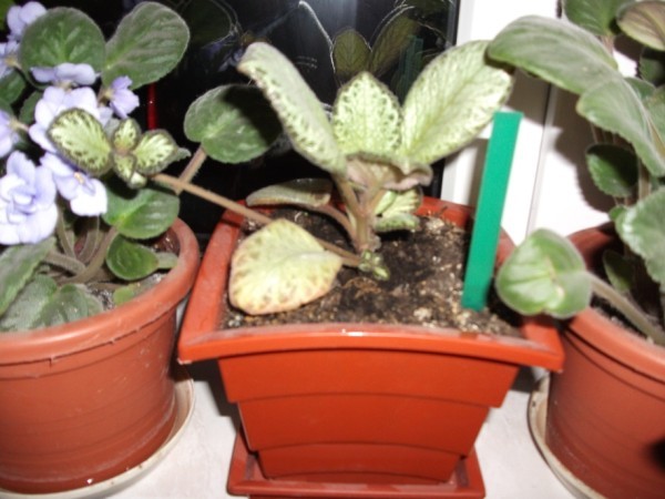 episcia green aga - Episcia