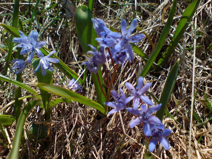 DSC01020 - Flori de camp