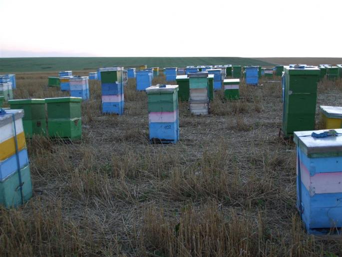 DSCF0579 (Large) - stupina  incepand cu 2008