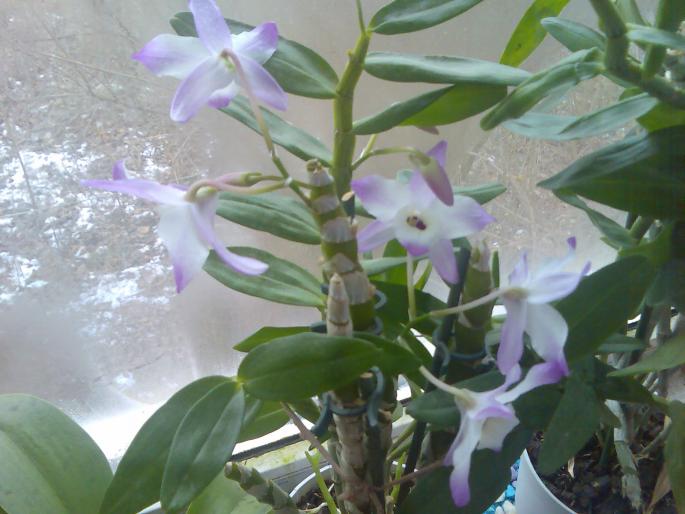 dendrobium nobilis - orchidee