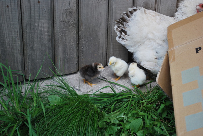 Mm 509; in curte la nenea Ion si tanti Ileana
