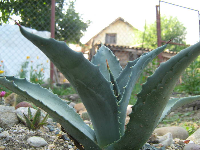 IMG_8152 - Cactusi la mosie 17 iunie 2009