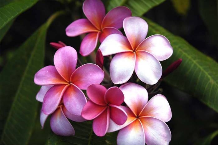pink_plumeria b1 - Hawaiian Plumeria 1