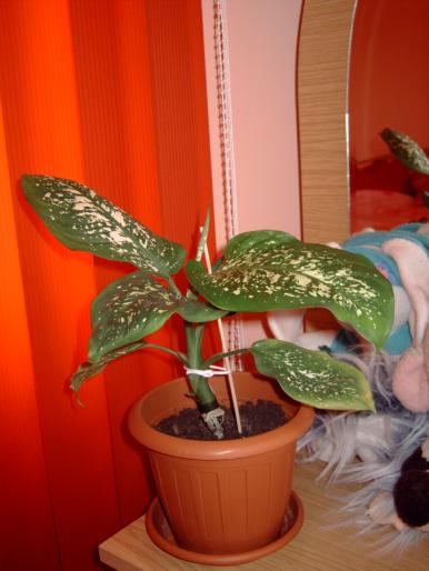 dieffenbachia iunie 08 - Plantele mele de interior