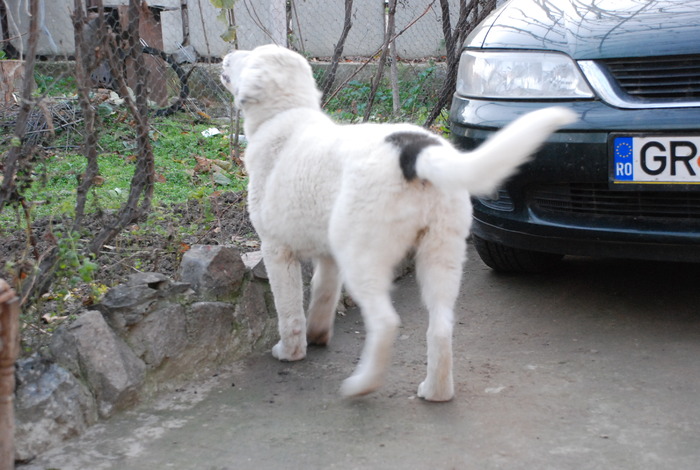 Ela - 20.11.2009 - Ela de Sapte Coline