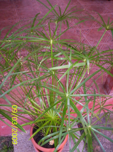 Cyperus; Cypi frumos
