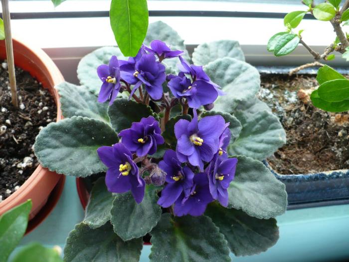 P1060428 - Alte plante