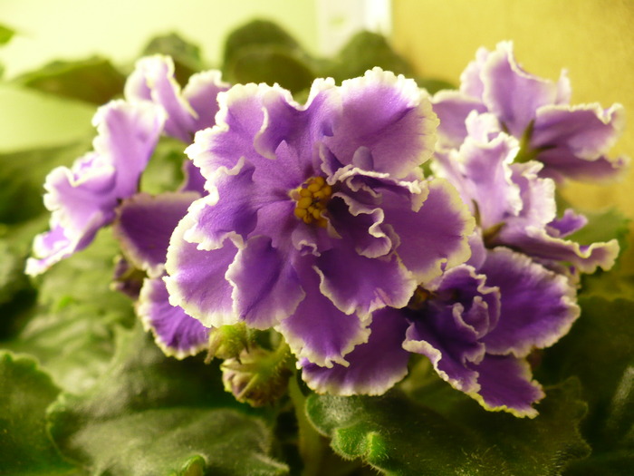 P1180405 - Midnight Cloud