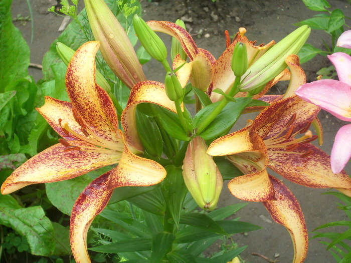 DSCI1104 - flori din gradina mea