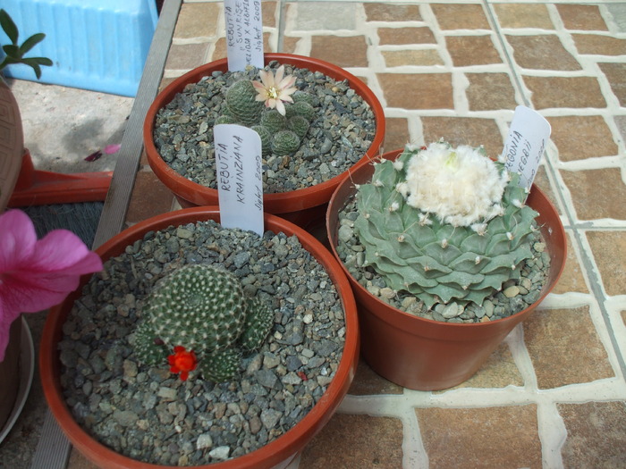 DSCF0989 - cactusii mei